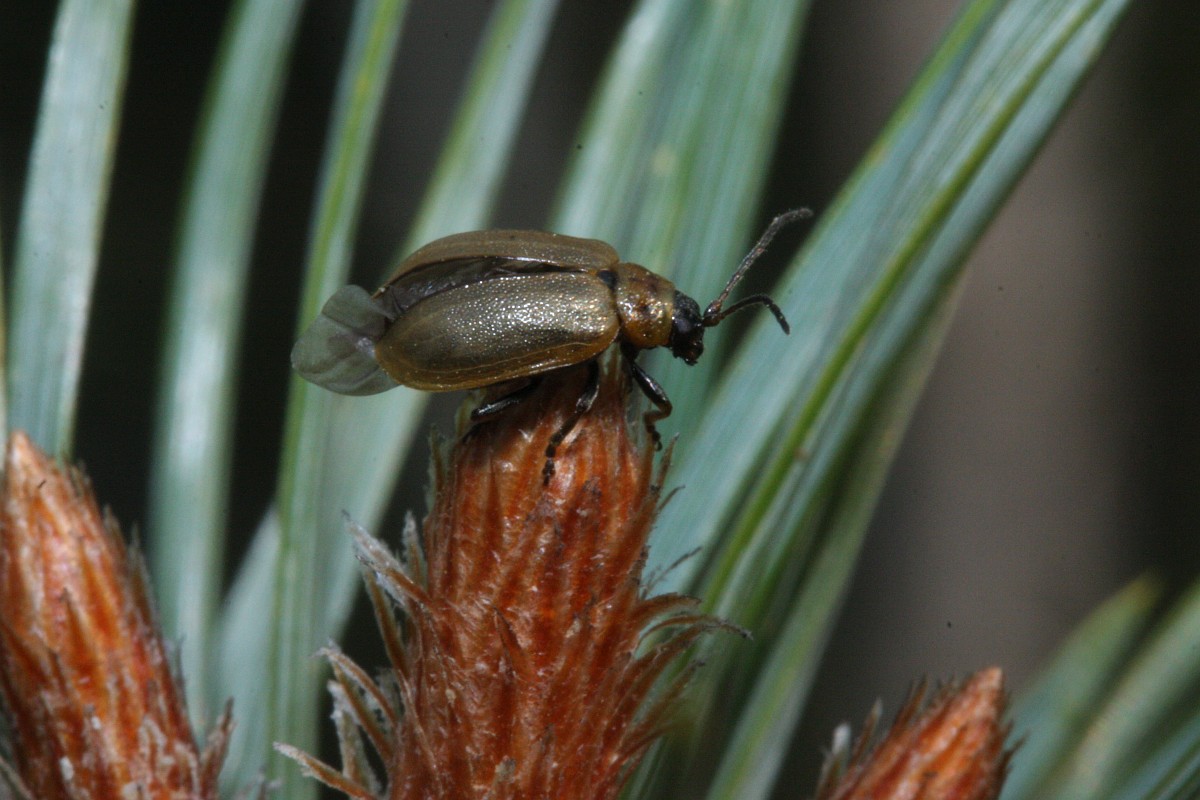 Lochmaea suturalis, Heather Beetle